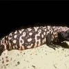 Gila Monster 5D Diamond Painting