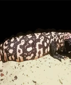 Gila Monster 5D Diamond Painting