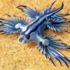 Glaucus Atlanticus 5D Diamond Painting