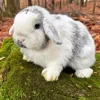 Holland Lop 5D Diamond Painting