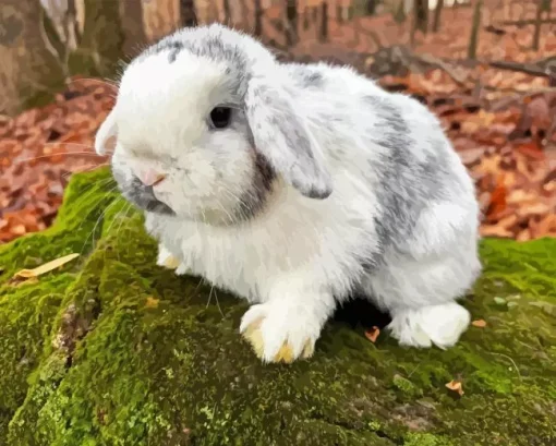 Holland Lop 5D Diamond Painting