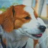 Kooikerhondje 5D Diamond Painting