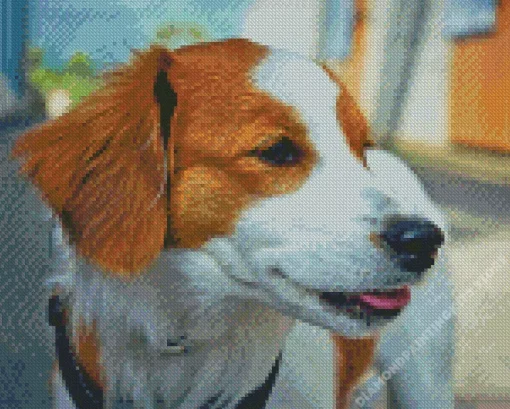 Kooikerhondje 5D Diamond Painting