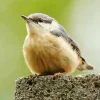 Nuthatch Female Bird 5D Diamond Painting