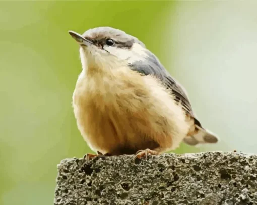 Nuthatch Female Bird 5D Diamond Painting