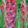 Pink Gladiolus Flower 5D Diamond Painting