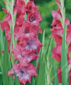 Pink Gladiolus Flower 5D Diamond Painting