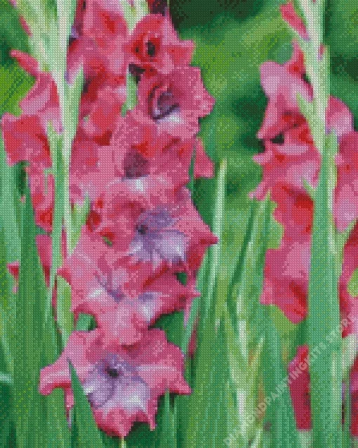 Pink Gladiolus Flower 5D Diamond Painting