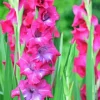 Pink Gladiolus Flower 5D Diamond Painting