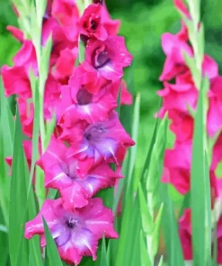 Pink Gladiolus Flower 5D Diamond Painting