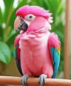 Pink Parrot 5D Diamond Painting