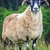 Scottish Black Faced Sheep 5D Diamond Painting