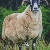 Scottish Black Faced Sheep 5D Diamond Painting