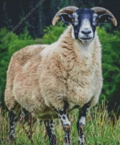 Scottish Black Faced Sheep 5D Diamond Painting