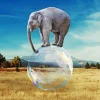 Balancing Elephant 5D Diamond Painting