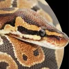 Ball Python 5D Diamond Painting