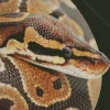 Ball Python 5D Diamond Painting