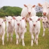 Blonde Cow Family 5D Diamond Painting