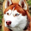 Blue And Brown Eye Husky 5D Diamond Painting