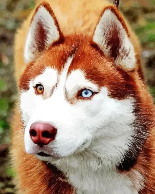 Blue And Brown Eye Husky 5D Diamond Painting