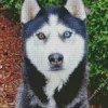 Blue And Brown Eye Husky Dog 5D Diamond Painting