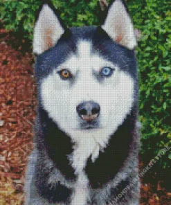 Blue And Brown Eye Husky Dog 5D Diamond Painting