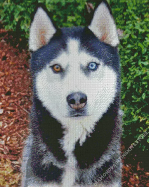 Blue And Brown Eye Husky Dog 5D Diamond Painting