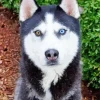 Blue And Brown Eye Husky Dog 5D Diamond Painting