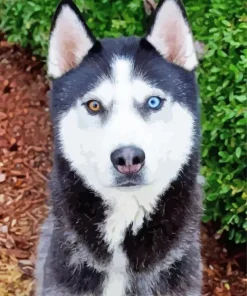 Blue And Brown Eye Husky Dog 5D Diamond Painting