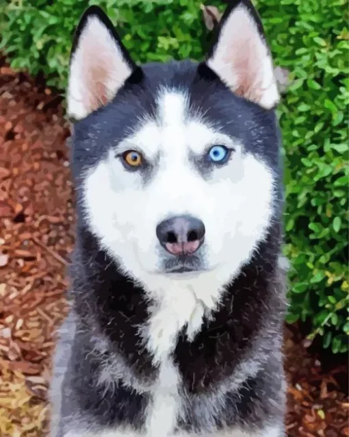 Blue And Brown Eye Husky Dog 5D Diamond Painting