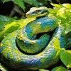 Blue And Green Pit Vipers 5D Diamond Painting