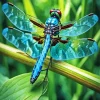 Blue Dragonfly 5D Diamond Painting