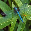 Blue Dragonfly On Leaves 5D Diamond Painting