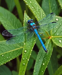 Blue Dragonfly On Leaves 5D Diamond Painting