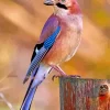 Cool Eurasian Jay 5D Diamond Painting