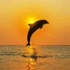 Bottlenose Dolphin Sunset Silhouette 5D Diamond Painting