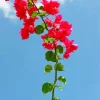 Bougainvillea Branch 5D Diamond Painting