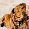 Brindle Dog 5D Diamond Painting