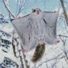 Flying Squirrel 5D Diamond Painting