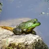Frog On A Rock 5D Diamond Painting