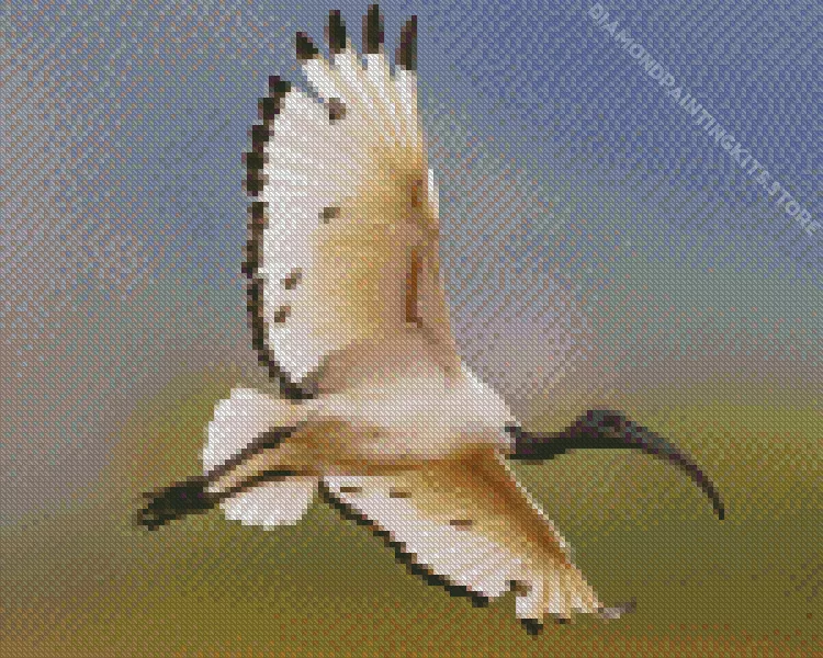 ibis bird flying Diamond Paintings