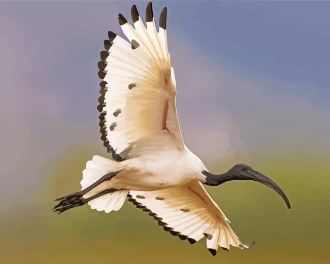 ibis bird flying Diamond With Numbers Ibis Bird Flying 5D Diamond Painting