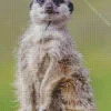 Meerkat Animal 5D Diamond Painting