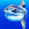 Mola Fish 5D Diamond Painting