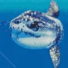 Mola Fish 5D Diamond Painting