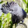Red Tailed Black Cockatoo 5D Diamond Painting