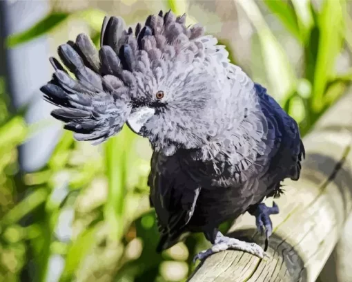 Red Tailed Black Cockatoo 5D Diamond Painting