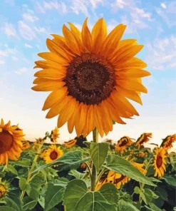 Helianthus Giganteus 5D Diamond Painting