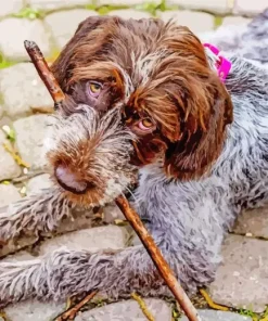 Wirehaired Pointing Griffon 5D Diamond Painting