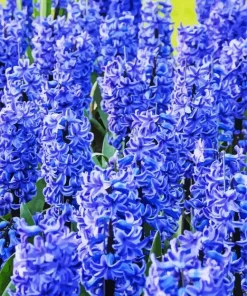 Blue Hyacinth Flowers 5D Diamond Painting